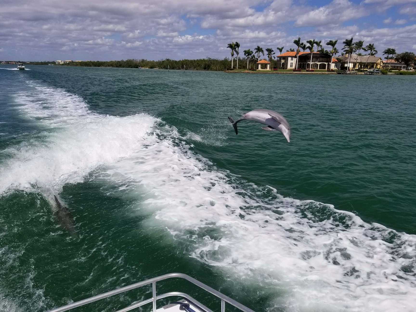 Dolphin Jumping